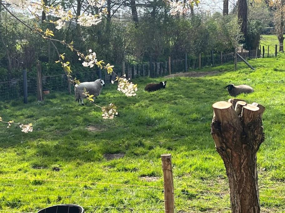 Hoeve Hooierzele Waasmunster Esterno foto
