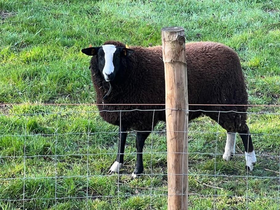Hoeve Hooierzele Waasmunster Esterno foto